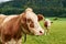 Close-up view of a cow with a calf on green pasture and grass in