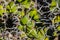 Close-Up View of Cow\'s Horn Cactus