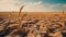 Close-up view of the cracked, dry soil in a field of wheat recently harvested in the countryside. Concept image of wasteland