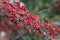 Close up view of cranberry branch