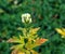 Close-up view of creamy white and purple tinted hooded flowers of Aconitum cammarum