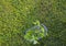 Close up view of cropped strawberry tendrils placed in cup of water for further planting in ground.