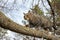 Close up view of a curious gray striped domestic tabby cat climbing in a large tree