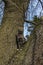 Close up view of a curious gray striped domestic tabby cat sitting in a tree