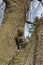 Close up view of a curious gray striped domestic tabby cat sitting in a tree