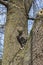 Close up view of a curious gray striped domestic tabby cat sitting in a tree