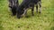 Close-up view of cute black Mangalica pigs eating green grass