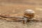 Close up view of a cute garden snail, slowly coming out of its shell. Lovely, brown, fibonacci, spiral, helix pattern.