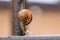 Close up view of a cute garden snail, slowly coming out of its shell. Lovely, brown, fibonacci, spiral, helix pattern.