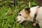 Close up view of cute Jack Russell Terrier dog eating grass in the garden. Dogs eyes and ears. Animal emotions. Sadness