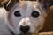 Close up view of cute Jack Russell Terrier dog lying on stairs. Very sad dog. Dogs eyes and ears. Animal emotions