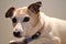 Close up view of cute Jack Russell Terrier dog lying on stairs. Very sad dog. Dogs eyes and ears. Animal emotions