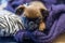 Close-up view of cute muzzle of Brussels Griffon puppy.