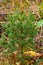 Close up view of cute pine tree plant isolated.