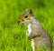 A close up view of a cute squirrel in a field in Bodiam, Sussex