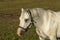 Close up view of cute white horse on green field background.