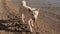 Close up view of cute white shiba inu dog walking down the beach and sniffing sand in the morning slow motion