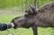 Close up view of cute wild Moose elk with growing horn in an elk farm during the elk farm visit in northern Europe in a sunny day