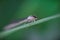 Close up view of Damselfly on a leaf.