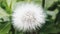 Close up view of Dandelion blooming is beautiful.