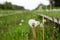 Close up view of dandelion blowball in the grass between the rails of abandoned railway