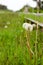 Close up view of dandelion blowball in the grass between the rails of abandoned railway