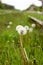 Close up view of dandelion blowball in the grass between the rails of abandoned railway