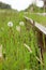 Close up view of dandelion blowball in the grass between the rails of abandoned railway