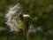 A close-up view of the dandelion from which the wind blew most of the seeds against a green blurred background