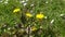 Close-up view of dandelions growing in the garden of a family house, in the background beautiful daisies