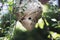 A close up view of a dangerous wasp nest