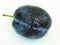 Close up view of a dark blue plum on white background. Damson plum, damascene.