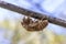 Close up view of a dead Cicada on a tree branch