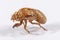 Close up view of a dead Cicada on a white background