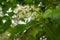 Close up view of delicate white blossoms and buds on an Amur cherry tree