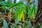 Close up view of delicate yellow bellwort wildflowers