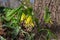 Close up view of delicate yellow bellwort wildflowers