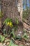 Close up view of delicate yellow bellwort wildflowers