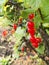 Close up view of delicious red berries on a currant bush