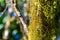 Close-up view of dense moss on a tree tree trunk and branches in the background on the summit of Mount Gower