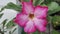 Close up view of Desert Flower, Adenium Obesum flower, or Allium Ampeloprasum
