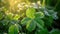 Close-up view of dew-kissed four-leaf clover basking in sunlight, Ai Generated