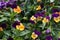 Close-up view of different viola flowers in the sunny day. group of pansies in the garden