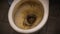 The close up view of the dirty stain inside of the toilet bowl in the house. Yellow limescale stain