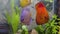 Close up view of discus fish swimming in planted aquarium. Tropical fishes. Beautiful nature backgrounds. Hobby concept