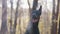 Close up view of doberman pinscher in mist in the forest attentively looking at something, then moving towards it. Sunny