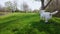 Close up view of Dog Jack Russell Terrier runs Field green in spring. Slow motion