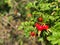 Close up view of dog rose berries. Rosa canina. Big rosehip