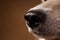 Close-up view at dog`s nose in studio on brown background with copy space