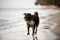 Close-up view of dog walking along the water at the sandy beach